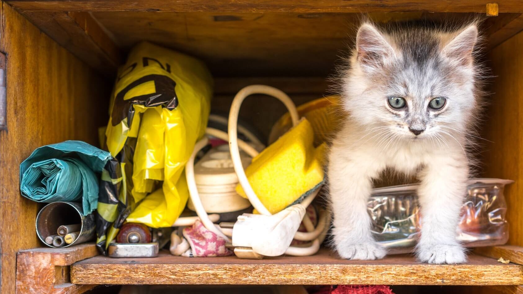 Schublade mit Katze und Kleinkram