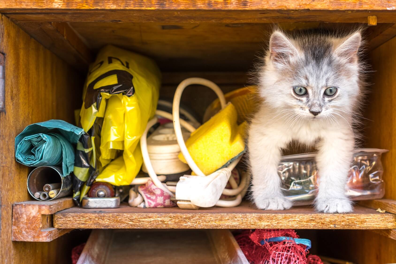 Schublade mit Katze und Kleinkram